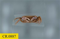 紅色相機蟹藏品圖，第3張